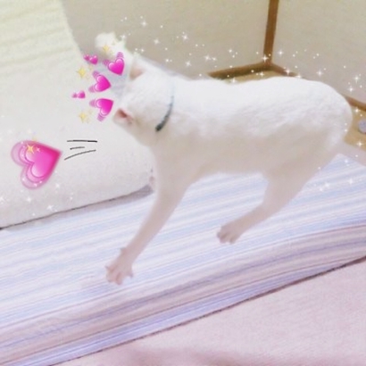 高清超可爱的情侣猫咪头像(精选16张)