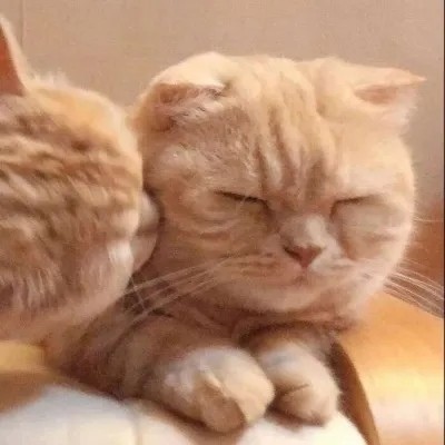 高清超可爱的情侣猫咪头像(精选16张)