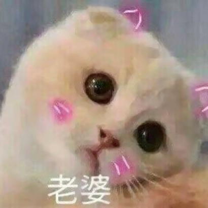 高清超可爱的情侣猫咪头像(精选16张)