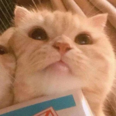 高清超可爱的情侣猫咪头像(精选16张)