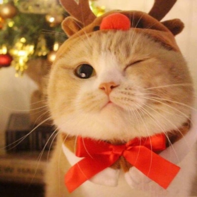 高清超可爱的情侣猫咪头像(精选16张)