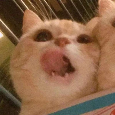 高清超可爱的情侣猫咪头像(精选16张)