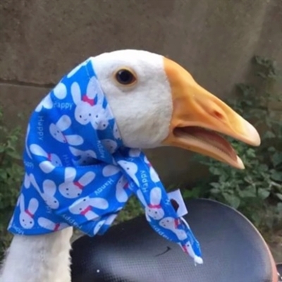 情侣头像搞笑可爱头像(精选24张)