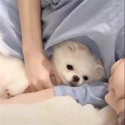 对象是动物系列情头图片(精选20张)