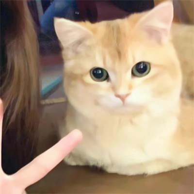 对象是动物系列情头图片(精选20张)