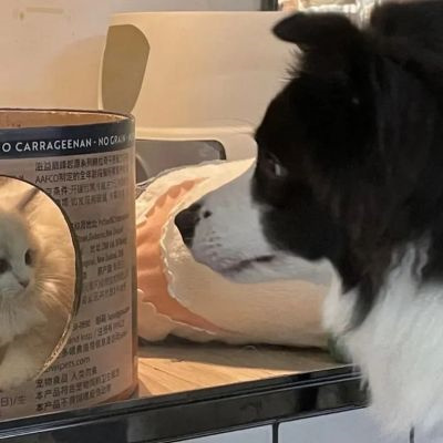 对象是动物系列情头图片(精选20张)