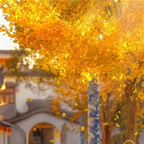 2023年爆火好看的微信头像图片(24张)