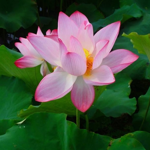 网络最火头像图片(精选18张)