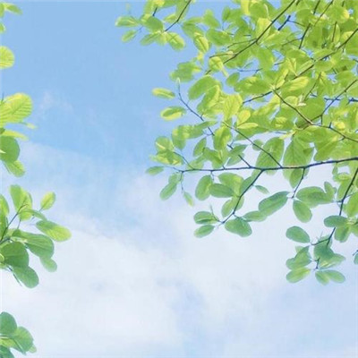 唯美高雅有诗意的微信头像图片大全(24张)