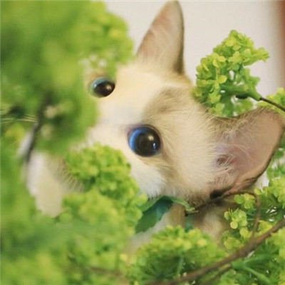 微信头像图片2023最新款云(26张)