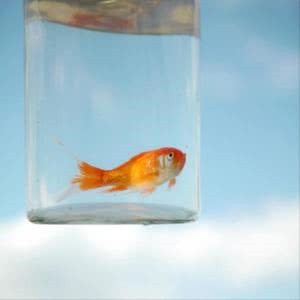 夏季清凉微信头像图片大全集(18张)