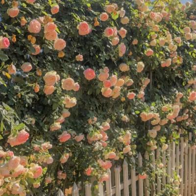 给人一种阳光的头像风景(精选24张)