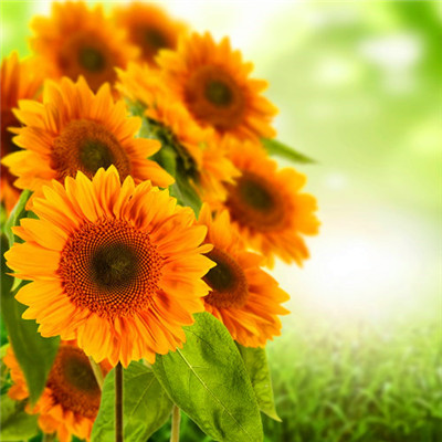 2023年提升运气的微信头像图片(24张)