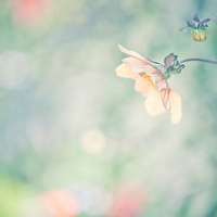 清新淡雅气质头像(24张)