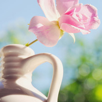 清新淡雅气质头像(24张)