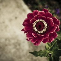 清新淡雅气质头像(24张)