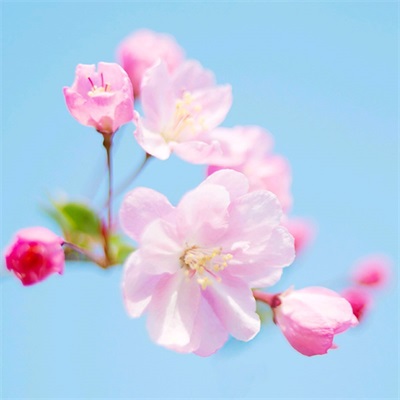 花图片大全鲜花风景图片头像(精选18张)