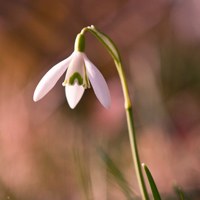 花图片大全鲜花风景图片头像(精选18张)