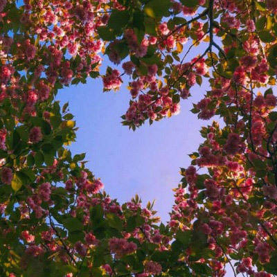 花图片大全鲜花风景图片头像(精选18张)