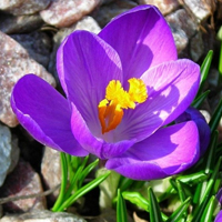 花图片大全鲜花风景图片头像(精选18张)