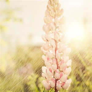 花图片大全鲜花风景图片头像(精选18张)