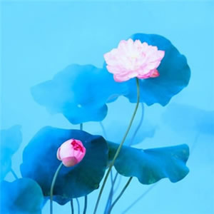 花图片大全鲜花风景图片头像(精选18张)