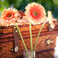 花图片大全鲜花风景图片头像(精选18张)