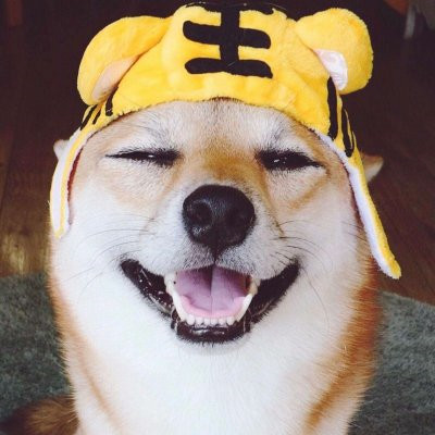 一猫一狗萌萌哒情侣头像(精选24张)