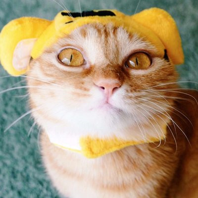 一猫一狗萌萌哒情侣头像(精选24张)