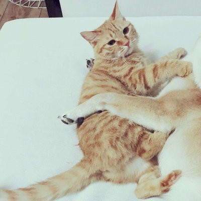 一猫一狗萌萌哒情侣头像(精选24张)