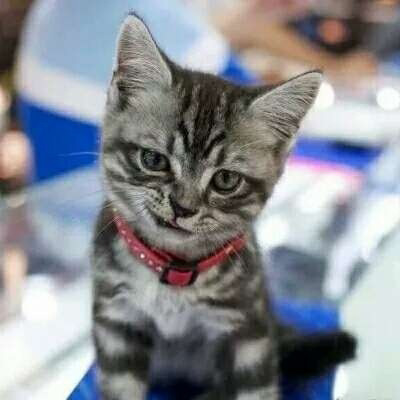 一猫一狗萌萌哒情侣头像(精选24张)