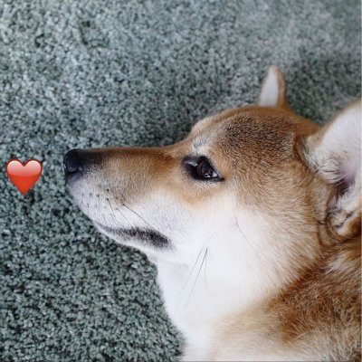 一猫一狗萌萌哒情侣头像(精选24张)