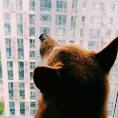 一猫一狗萌萌哒情侣头像(精选24张)