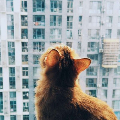 一猫一狗萌萌哒情侣头像(精选24张)