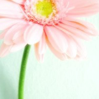 唯美意境的微信头像(精选24张)