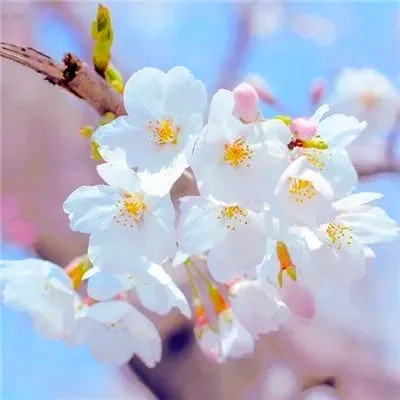 属鼠吉祥微信头像(精选24张)