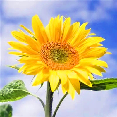 属鼠吉祥微信头像(精选24张)