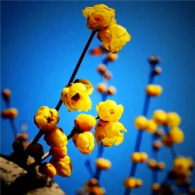 属鼠吉祥微信头像(精选24张)