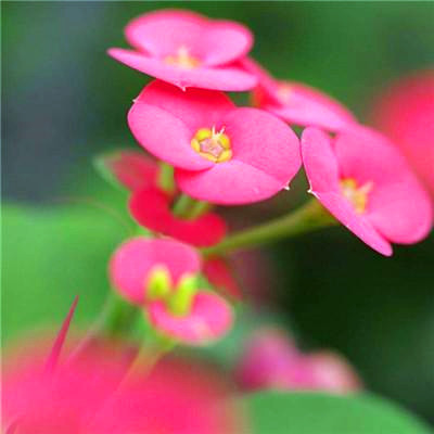 属鼠吉祥微信头像(精选24张)