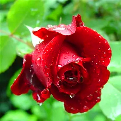 属鼠吉祥微信头像(精选24张)