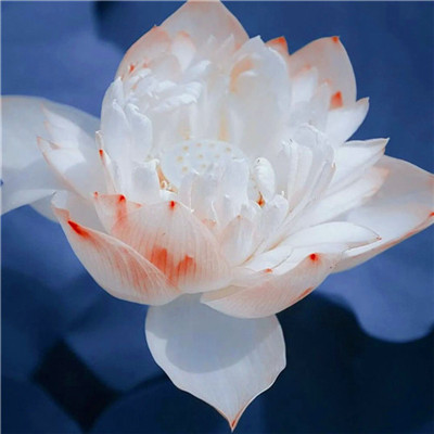 第一眼就吸引人的头像(精选36张)