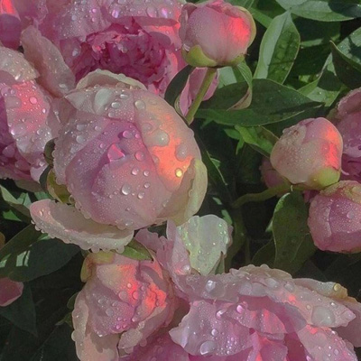 中年女士专用头像(精选18张)