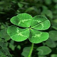 四叶草的幸福微信头像(24张)