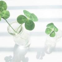 四叶草的幸福微信头像(24张)