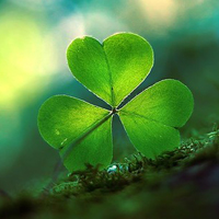 四叶草的幸福微信头像(24张)