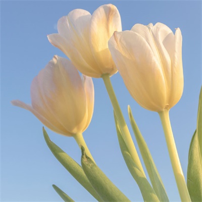 女人招财运的微信头像(精选24张)