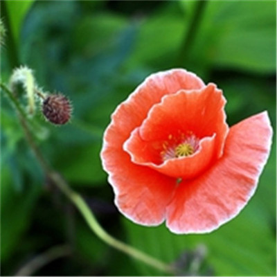 简约大气的微信头像(精选24张)