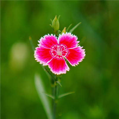 简单的花草微信头像(精选36张)