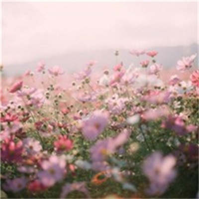 简单的花草微信头像(精选36张)