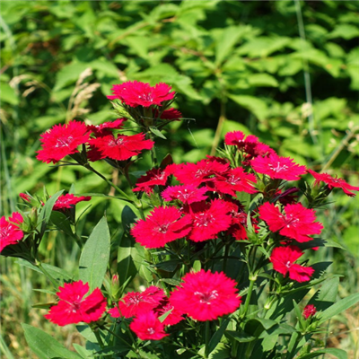 简单的花草微信头像(精选36张)
